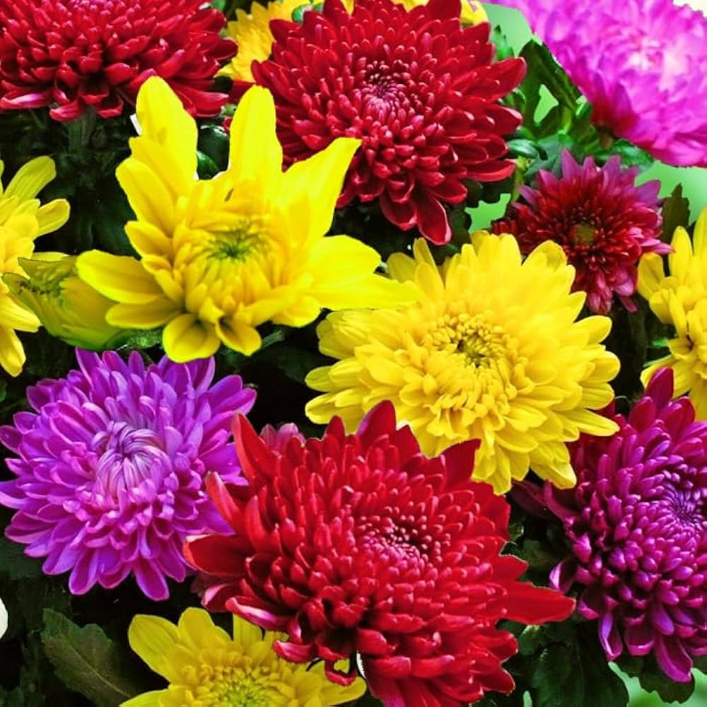 Amazon.co.jp: 花苗 お盆菊 大輪系 3種3株 （赤系・黄系・桃系